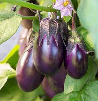 Patio Baby, a prodigiously prolific dwarf eggplant, offers up a summerlong harvest, each plant producing 25 to 50 luscious babies.