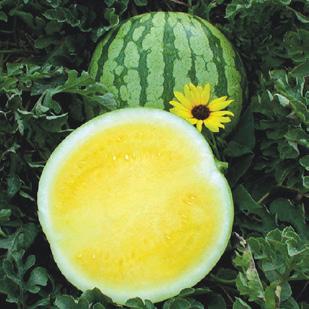 Gold in Gold watermelon 80-84 days Fun for the entire family!