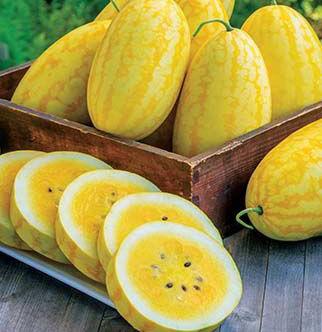 Oval fruits are crisp, refreshing and delicious. Produces 5-8 pound fruits.