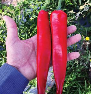 Peppers have thick flesh and are very sweet. Excellent for salads and stuffing. Excellent choice for home gardens! California Wonder pepper 75 days HEIRLOOM.