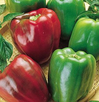 A perfect stuffing pepper-blocky 4 x 3 1/2, thick-walled, tender and flavorful.