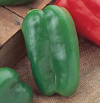 Great Stuff Hybrid pepper 75 days The right stuffer! This Burpee exclusive produces enormous peppers at 7 long and 5 wide, ripening from green to dark red.