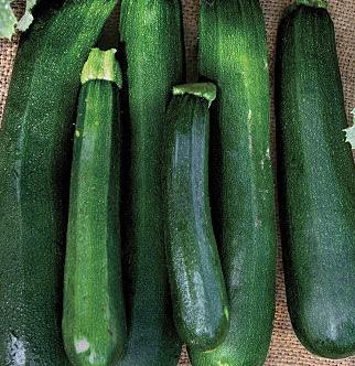 Toss with parmesan or serve with fresh sauce. Space-saving semi-bush plants. Spagetti squash 100 days Medium-sized, 3-4 lb. oblong fruits.