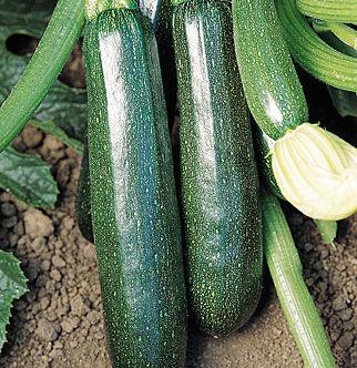 Fertilize when fruits form to increase yield. Fordhook zucchini 57 days HEIRLOOM. All-America Selections winner for vigorous bush-like plants.