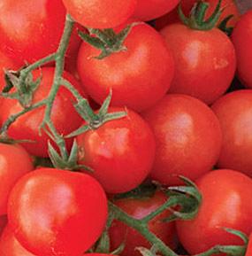 Supersweet 100 is a reliable tomato with prolific yields of great tasting, 15-20 gm. fruits produced in large clusters. Widely adapted.