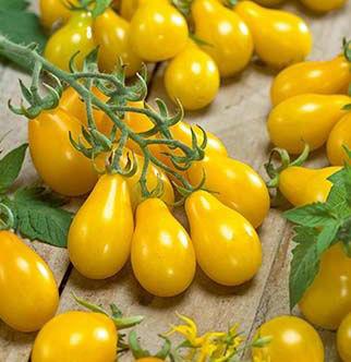 Sweet Gold tomato 62-65days Sweet Gold is a very early, yellow tomato with good flavor.