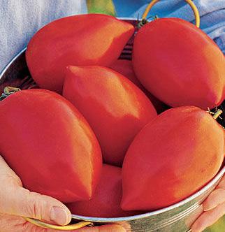Big Mama Hybrid tomato 80 days paste Mama Mia! The new standard in home-grown paste tomatoes.