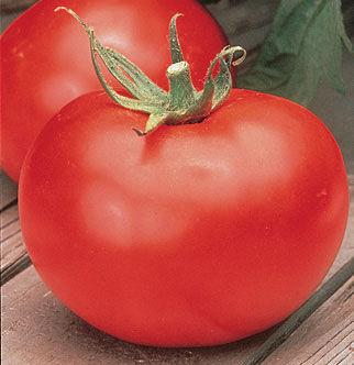 The shape is also good for canning, and excellent for drying. Better Boy tomato 72 days Huge, tasty, red tomatoes, many 1 lb. each.
