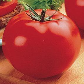 Better Boy is highly adaptable and thrives in most climates and has very good disease resistance. Big Beef tomato 73 days beefsteak Extra large, 10-12 oz.
