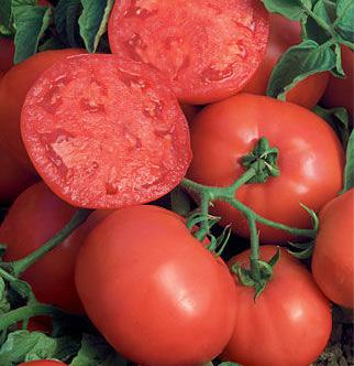 Bush Steak Hybrid tomato determinate 65 days Meet the best of the staked tomatoes-a standout for exceptional taste, size and quantity.