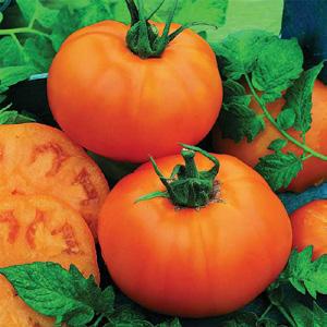 Well-suited for a patios, small gardens and containers, the dwarf plants offer big meaty fruit (8-12 oz.) and early maturity.