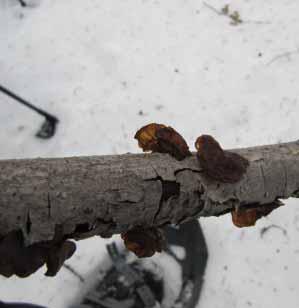 hoof fungus, on yellow birch.