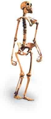 The bones Johanson found belonged to a female hominid who may have lived 3 million years ago. Johanson and his team named the skeleton Lucy after the Beatles song Lucy in the Sky with Diamonds.