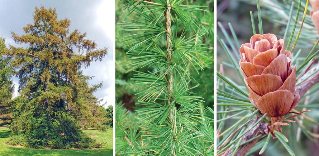 Larix laricina (American larch, eastern larch, tamarack larch) is found across most of northern North America growing in sphagnum bogs and swampy places. It rarely gets more than 60 feet tall.