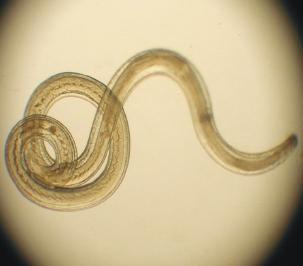 Parasites Parasites are small animals that depend on other living animals for their food.