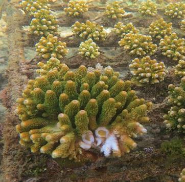 CITES authority. There are 11 provinces where collection of live wild corals is allowed.