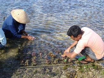 Coral culture in shallow water The current practice for