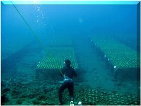 Coral culture in deeper water Some