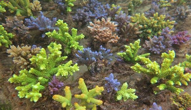 When it started Coral mariculture started in Indonesia in 1998, with research conducted on