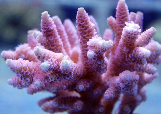 In 2002, the Government decreed that all live coral exporters had to start coral mariculture