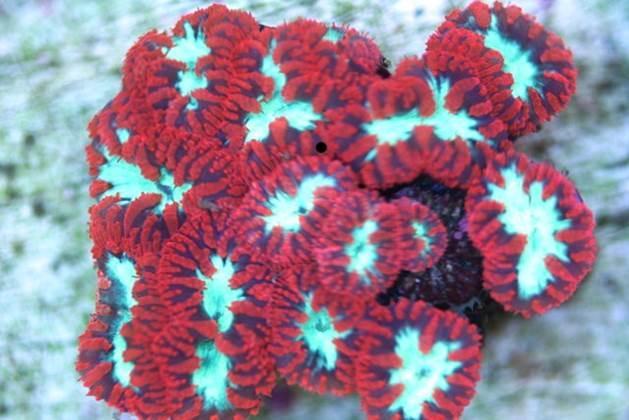 The live corals traded from Indonesia are from wild collection, and