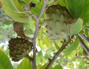Ripening fruit (Trade winds fruit) The fragrant flowers are borne solitary or in groups of 2 or 3, on short, hairy stalks along the branches, have 3 outer, greenish, fleshy, oblong, downy petals to 3