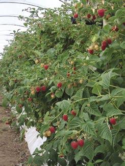 They are strongly attached, leafy, held horizontal to slightly ascending, displaying fruit well to pickers. The berries are very easy to detach, so picking is very fast.