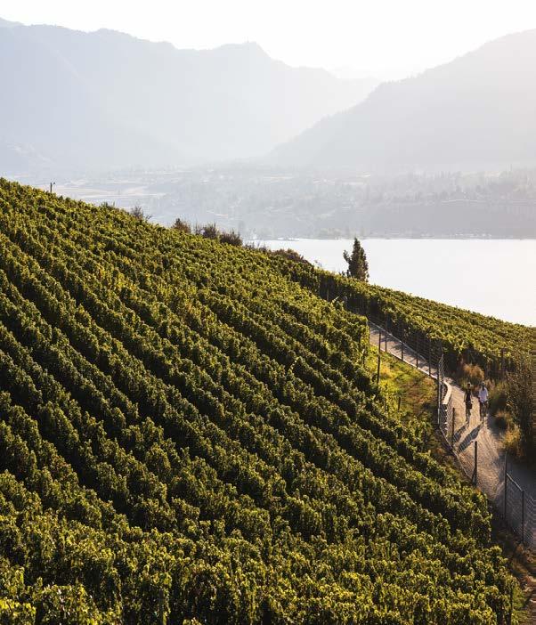 EXECUTIVE SUMMARY Overall, more than half of and AB residents consider an appealing destination for wine touring.