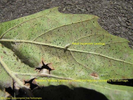twigs are desiccated causing them to die. Leaf lesions on P.Orientalis which is highly susceptible, P.