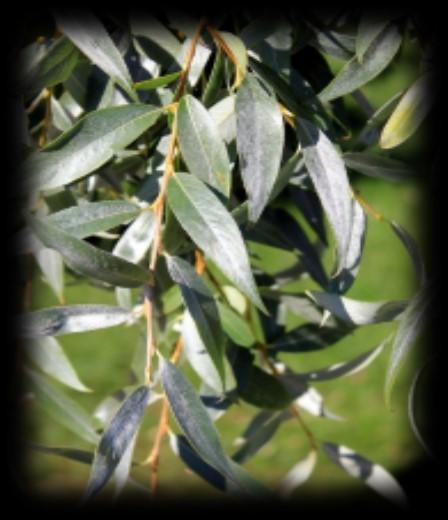 Westlock Tree Makers 2018 Tree Species Acute Willow Very fast