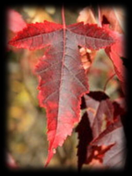 Amur Maple Shorter tree at maturity Leaves turn brilliant red in