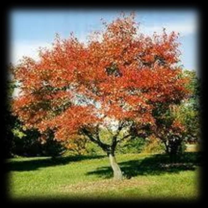 hardy tree Max height: 6m (20ft), spread 5m (16ft) Seedling size:
