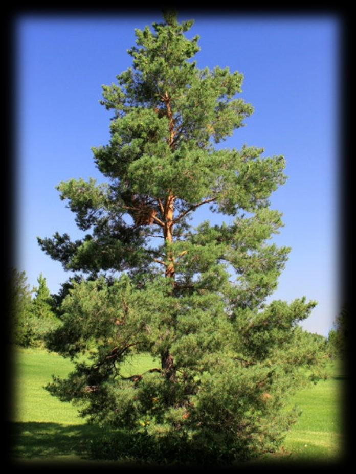 5-21.5") Scots Pine A very hardy tree Makes a good shelterbelt tree as well as an accent tree