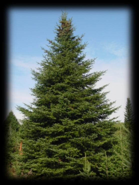 Balsam Fir Extremely cold hardy Shade tolerant Slow growing, but has