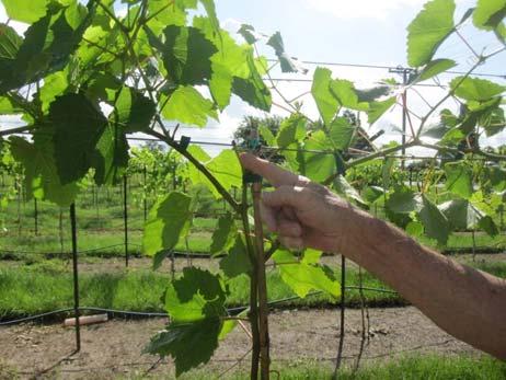 Cut at pencil size or greater Tip vine to promote lateral growth for cordons in both directions.