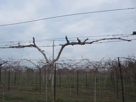 Dormant vine after first year before pruning Copyright Westover Vineyard Advising, LLC www.vineyardadvising.