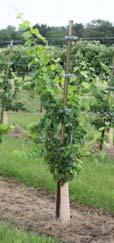 (Vine Shelters) PROS: Safer herbicide spray Encourage straight trunks Protection from rabbits and deer Reduce wind desiccation Remove Tubes by Late Summer