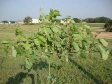 Vine Training creates the structure needed for the grapevine to display vine leaves in a way that