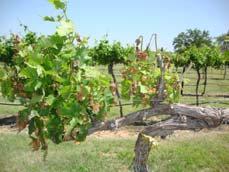 frequently in small amounts keep soil surrounding roots consistently moist Nitrogen New vines