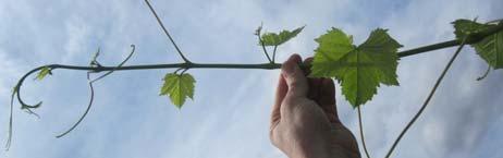 Grapevine Training Systems & Techniques for Training Young Vines Fritz