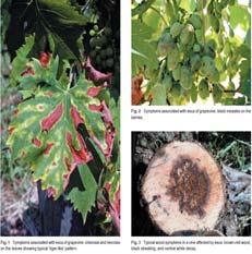 are known to cause two distinct diseases on grapevine: Phomopsis cane and leaf spot affecting the green tissues Lesions on green shoots