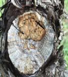 White rot yellowish spongy mass of wood, usually in the center of