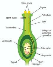 Abortion due to improper pollen tube development low soil oxygen low starch accumulation boron deficiency Image from: leavingcertbiology.