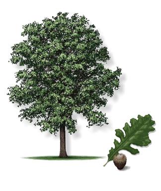Bur Oak Quercus macrocarpa Tree Description: Large tree, up to 80 tall and trunk up to 5 diameter, short body and heavy branches that form an open, spreading crown.
