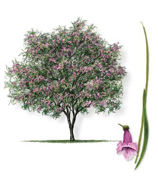 Desert Willow Chilopsis linearis Tree Description: Small tree, up to 25 tall, trunk 12 in diameter, curving, irregular branching habit, open, airy crown of foliage.
