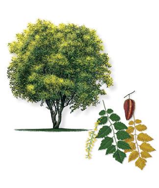 Goldenrain Tree Koelreuteria paniculata Tree Description: Small to medium tree, round crown, 40 tall, 12-16 in diameter, long spikes of bright yellow flowers, papery seed pods.