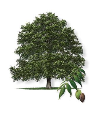 Pecan Tree Carya illinoinensis Tree Description: Large tree, up to 120 tall and trunk up to 4 in diameter, broad spreading canopy. Large, cylindrical or oval nut.
