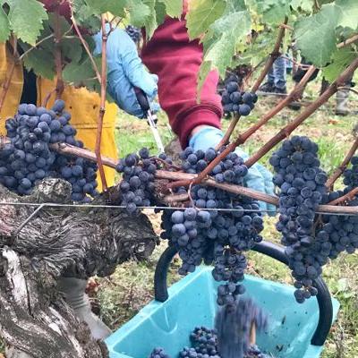 Written by Guest contributor 15 Mar 2018 Blatch on Bordeaux 2017 the vines 15 March 2018 We are republishing free this first part of Bill Blatch's annual report on the latest Bordeaux vintage as part