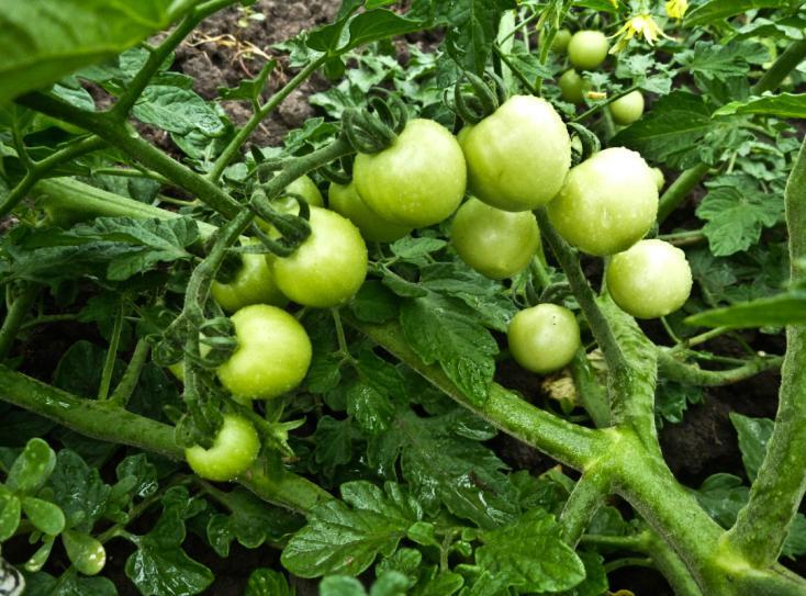 A good healthy tomato plant with this trellising method will average 12 20 lbs per plant. That s a lot of delicious eating!