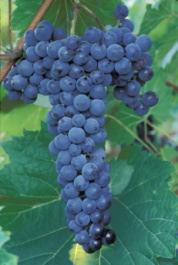 Categorized by use Frontenac Sun Pacific Wine Grapes Most grapes in the
